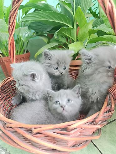 Мышыктар: Британские котята голубого окраса - Порода: шотландская (видно — 3
