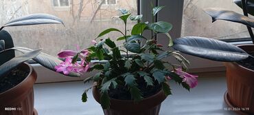 Декабристы: Шлюмбергера (декабрист) в горшке - Комнатное цветущее растение с — 3