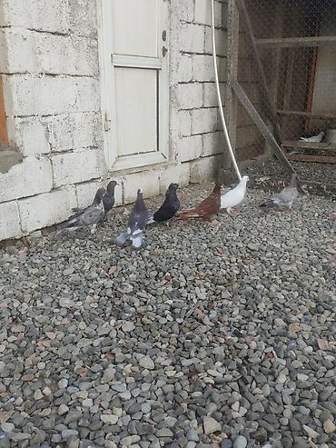 Enli Quyruqlar Tək Təkdə satılır Optovoy Satılır 10 Manatdan 30 manata lalafo.az -da Enli Quyruqlar Tək Təkdə satılır Optovoy Satılır 10 Manatdan 30 manata