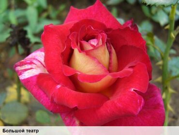 Садовые цветы и кустарники: Саженцы цветка: Розы, Самовывоз, Бесплатная доставка — 10