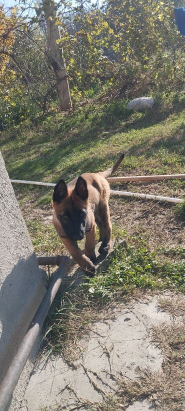 İtlər: Belçika çoban iti, 3 ay, Dişi, Pulsuz çatdırılma — 6