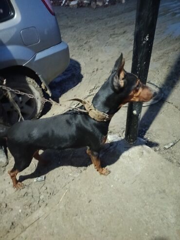 İtlər: Doberman, 2 il — 3