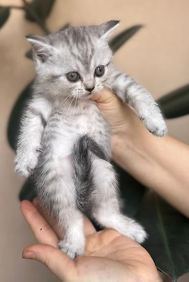 Pişiklər: Britan — 5