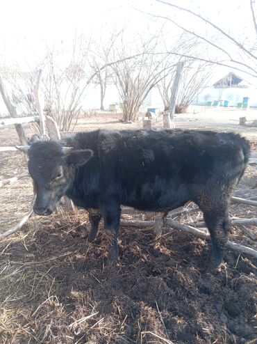 Inəklər, öküzlər: Erkək, il: 1, 360 kq, Damazlıq, Ünvandan götürmə — 5