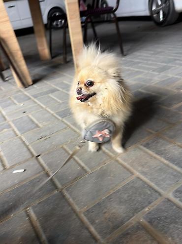 Xaltalar, qayışlar və tasmalar: 🐶 Satılır – Çox Şirin Dişi Pomeranian (Spitz) 🐶 2 yaşlı, dişi, çox — 12