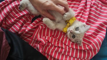 золотые рыбки: Скотиш Фолд (Шотландская вислоухая), 2 месяца, Мальчик, Белый, Метис, Приучена к лотку, Проглистована