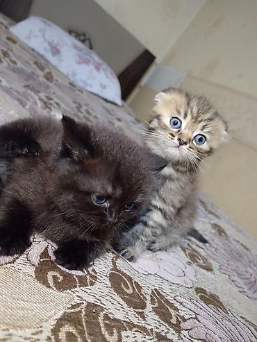 Pişiklər: Britan — 4