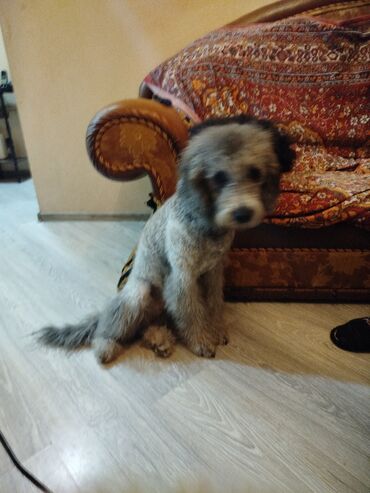 İtlər: Pudel, 10 ay, Erkek — 10