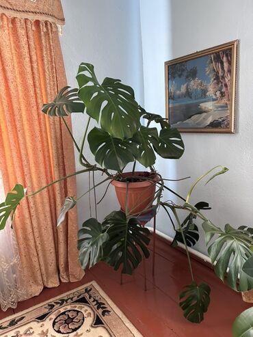 большой коврик для мыши: Монстера делициоза (Monstera deliciosa) в горшке - Крупное взрослое