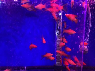 akvarium baliglari: Qırmızı göz qılıncquyruq(Haça quyruq)-Красноглазый меченосец Ortalama