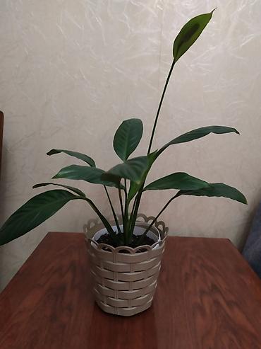 Спатифиллум (Spathiphyllum) в декоративном кашпо. - Комнатное
