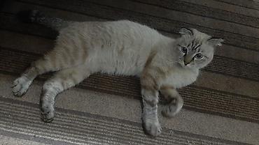 скотишь фолд: Кот с короткими загнутыми ушами и светлой шерстью с тигровыми — 2