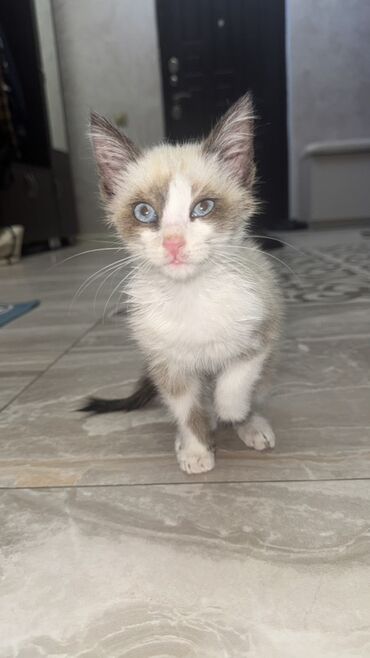 где можно купить шотландского вислоухого котенка: Беспородная, 1 месяц, Мальчик, Биколор, Приучена к лотку