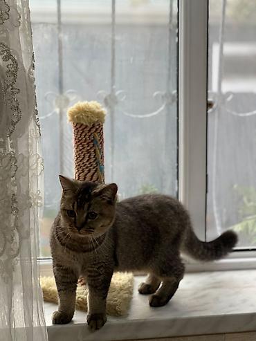 ilan oyuncaq: 🐱 Şinşilla pişik satılır! 🤍 ✨ Yaşı: 7 aylıq ♀️ Cinsi: Dişi 💕 Çox — 2
