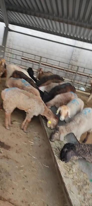 Выездные банкеты: Резат баран 999сом at lalafo.kg — 2 Выездные банкеты: Резат баран 999сом — 2