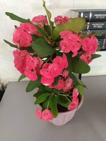 мир растений: Продаю цветы цены: Молочай -1500 сом Китайская роза -2000 сом Фикус