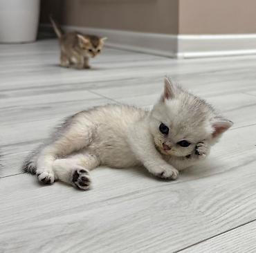 Pişiklər: Britan — 5