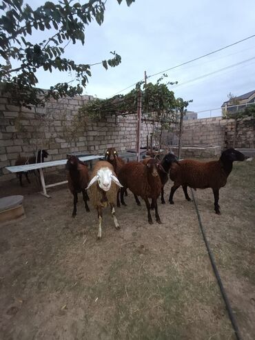 qurbanliq qoyunlar: Erkək, Qala, il: 1, 340 kq, Damazlıq, Ünvandan götürmə