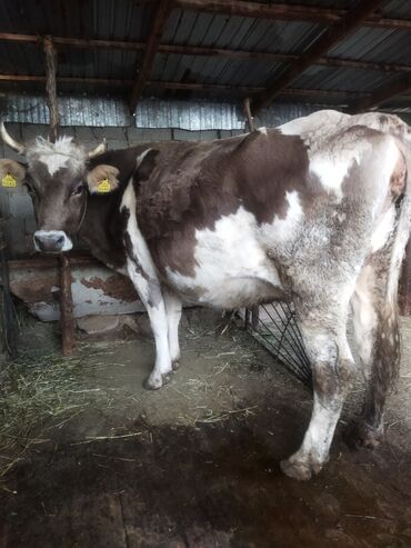 корова нетель: Продаю | Корова (самка) | Алатауская | Для разведения, Для молока