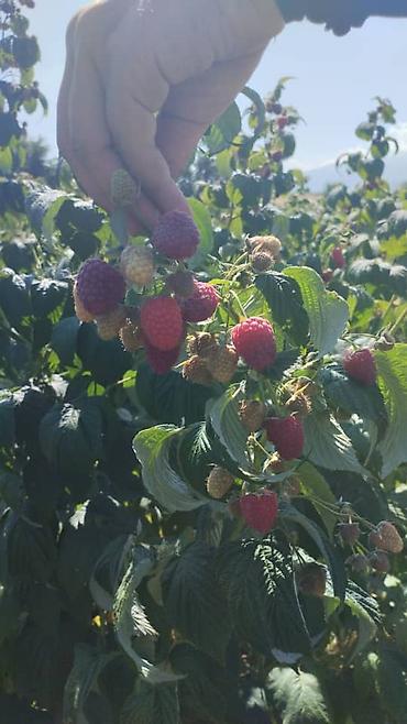 Семена и саженцы: Полана менен полка көчөтү сатылат, кочотуно гарантия полана 20 сом — 4