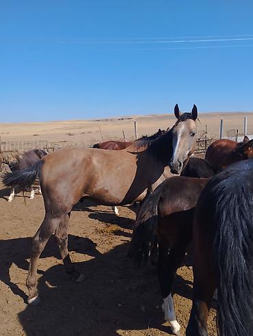 kyrgyz: Продаю | Жеребец | Полукровка | Конный спорт | Племенные — 9