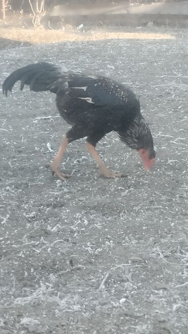 Куры, петухи: Продаю | Петух | Бойцовая | Для разведения — 4