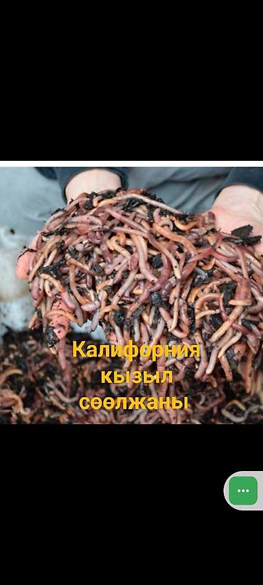 Удобрения и садовая химия: Удобрение Гумус, Бесплатная доставка, Самовывоз — 3