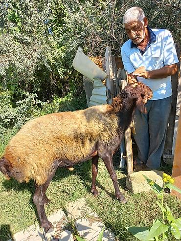 Qoyunlar, qoçlar: Qoyun – qala cinsi - Cins: Qoç - Boy-buxun: Uzunbədənli, möhkəmli - — 6