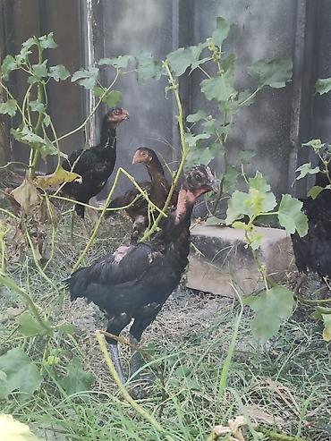 ördək balası və cücə: Bu heyvanların yumurtaları satılır.Cinsləri haqda məlumat — 4