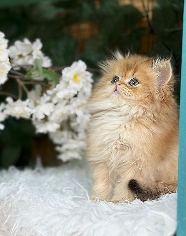 Pişiklər: Britan — 8