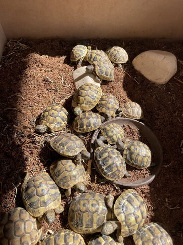 Ostale životinje: Šumske kornjače.Idealan kucni ljubimac za vas i vase dete