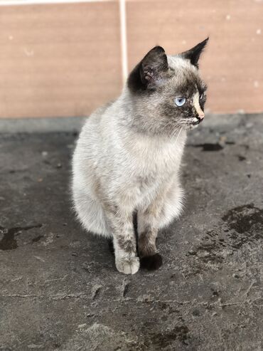 сколько стоит сиамские котята: Продается сиамский котенок ( девочка ) 2-3 месяца примерно