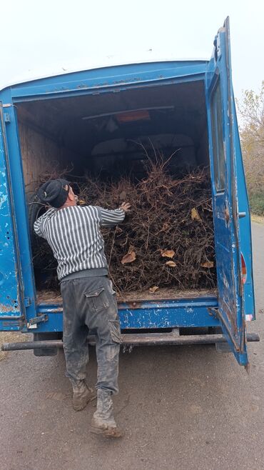 Ağaclar: Yalnız bizim təsərfatimizda bölgələrə uyğun olaraq ağacların kok — 15