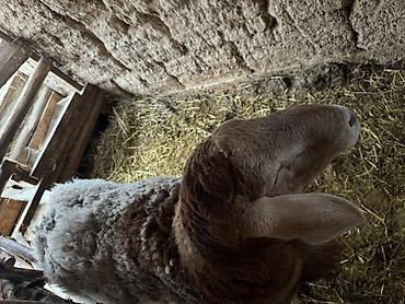 Баран, овца: Продаю | Овца (самка) | Для разведения | Племенные — 7