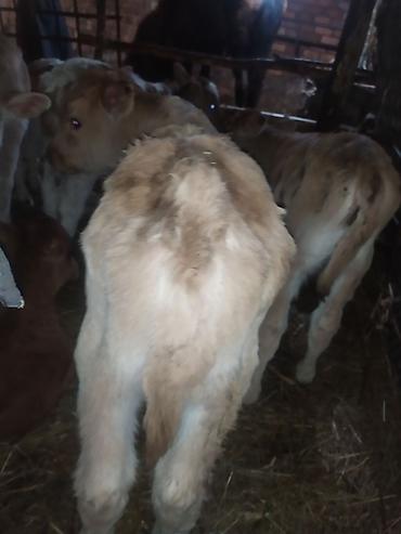 Коровы, быки: Продаю | Музоо, торпок | На откорм | Искусственник — 9