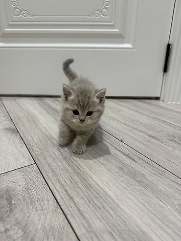 Pişiklər: Yaxşı əllərə — 11