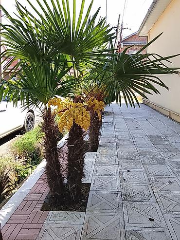 xan cinarı: 050 898 75 40 🎋 050'590'41'46 🌃 Ünvan Lənkəran da Satiş yerimiz Evdə — 8