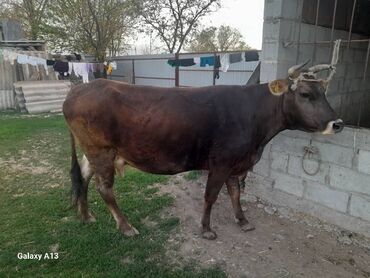 Коровы, быки: Продаю | Корова (самка) | Алатауская | Для молока | Не стельные