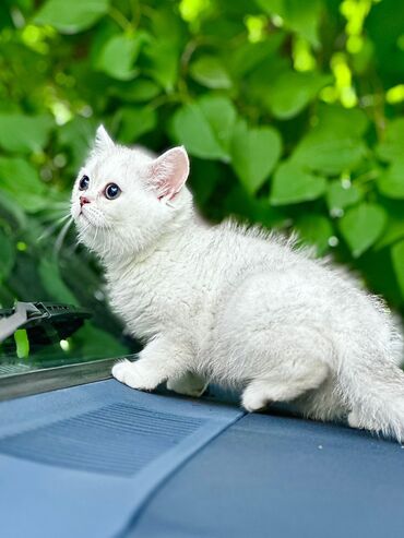 сиамский кот: Породистые котята Британцы в разведение и в любимцы Писать в личку