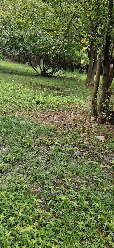 Torpaq sahələrinin satışı: 85 sot, Kənd təsərrüfatı, Mülkiyyətçi, Kupça (Çıxarış) — 6