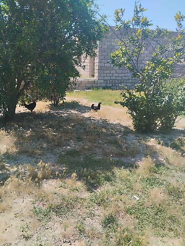Toyuqlar: Toyuq, Australorp, Damazlıq, Ünvandan götürmə — 9