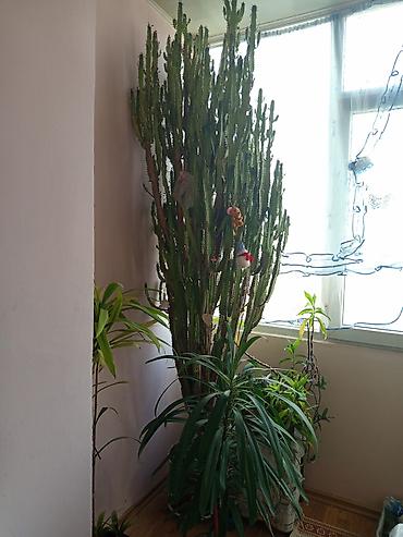 замиокулькас черный: Крупные комнатные суккуленты (молочай/эвфорбия тригранная и кустистые — 3