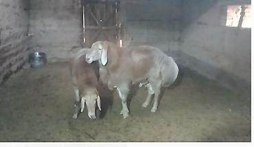 куры живые: Продаю | Баран (самец) | Арашан | Для разведения | Осеменитель — 2