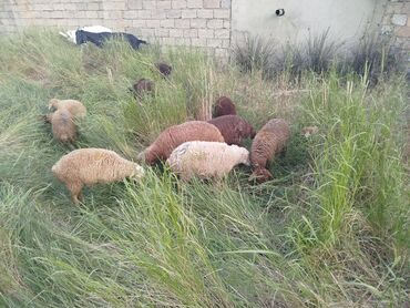 cins inekler: Dişi, il: 1, 10 kq, Damazlıq, Ünvandan götürmə