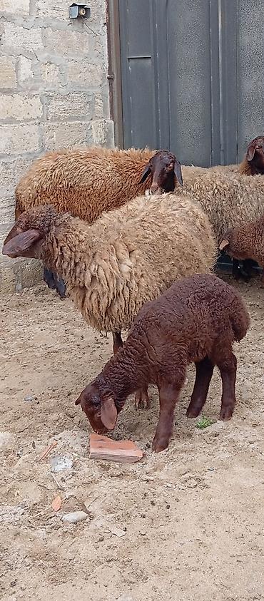 Qoyunlar, qoçlar: Salam ünvan Bakıin maştağa kendi obşi 8 baş heyvanlar 3 baş ana bala 2 — 4