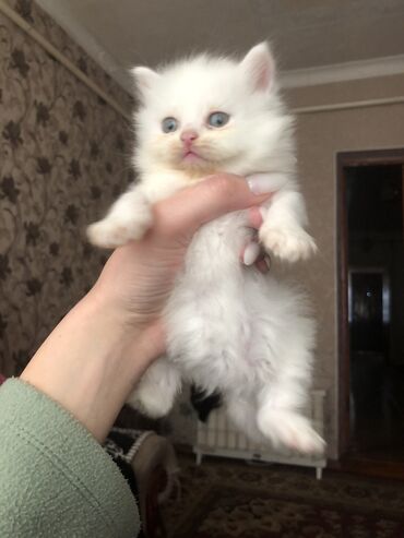 купить вислоухого котенка в бишкеке: Продаю породистого котенка - британца, 1 месяц, девочка сама кушает
