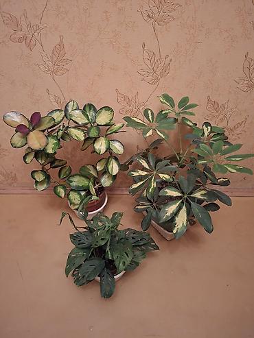 Сингониумы: Коллекция комнатных растений — подборка декоративно-лиственных — 2