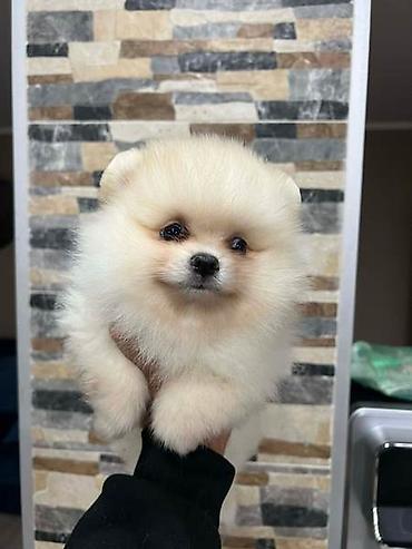 Psi: Pomeranac, štenci vrhunskog kvaliteta Pomeranci devet nedelja stari — 7