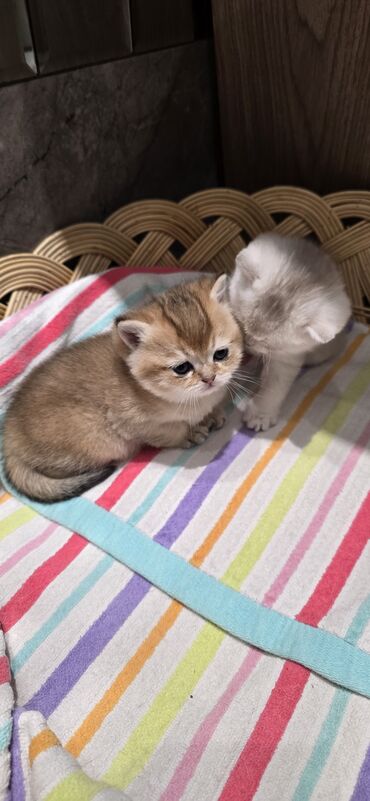 шиншилла британская кошка цена: Британская короткошёрстная, 1 месяц, Мальчик, Золотая шиншилла, Приучена к лотку