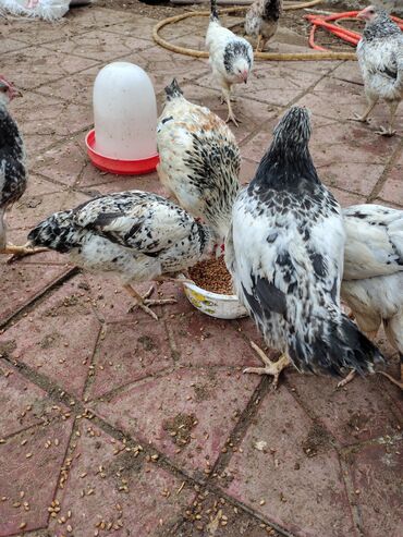 Toyuqlar: Toyuq, Adler, Ətlik — 7